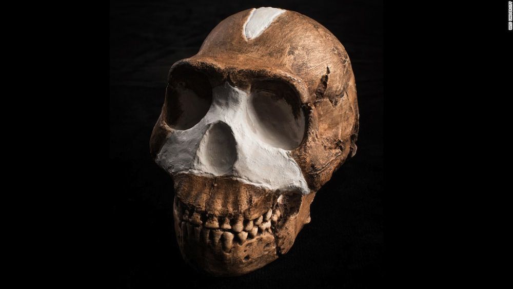 Homo Naledi Skull