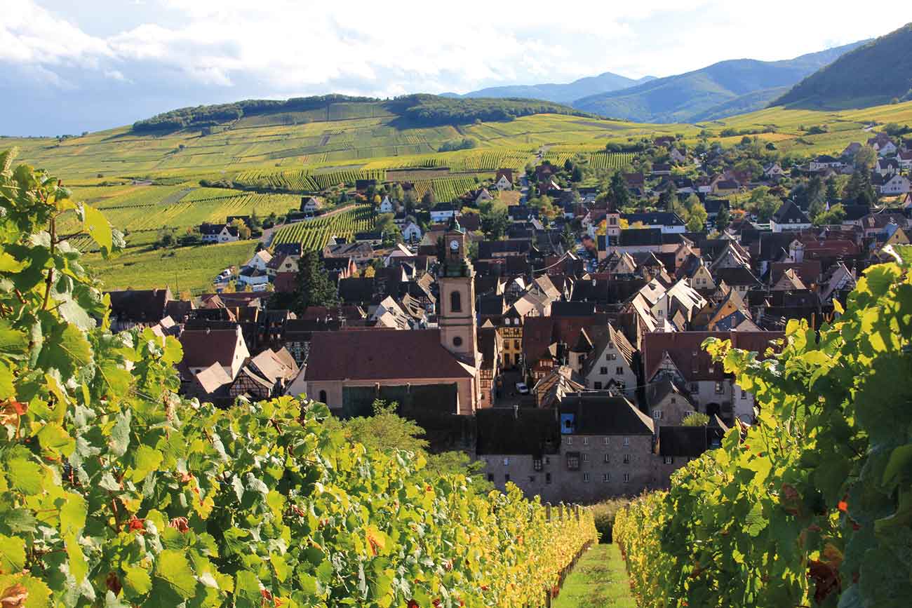 DEC275.alsace_travel.riquewihr_from_schoenenbourg_vineyard2_for-web.jpg
