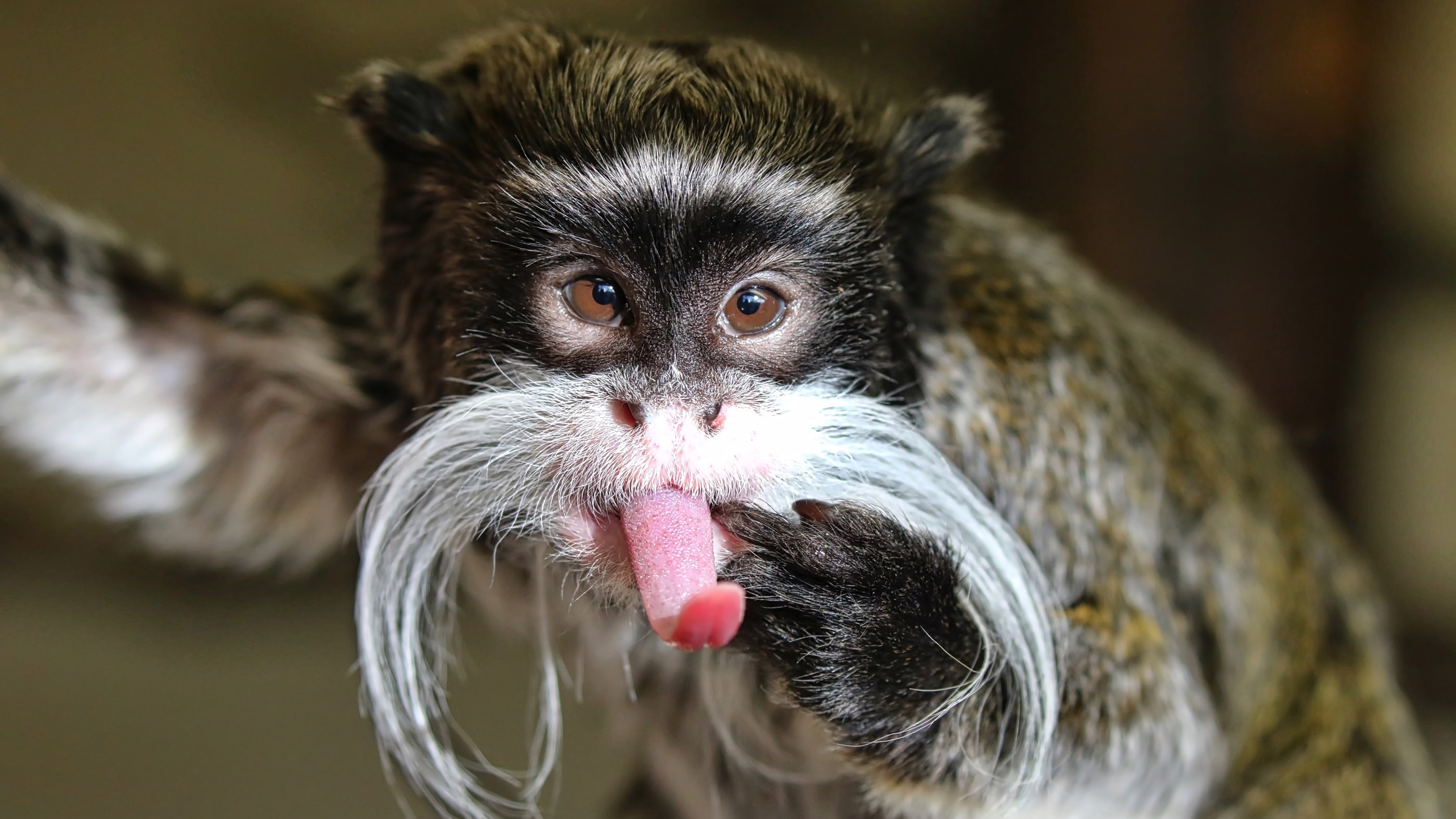 Emperor tamarin sticks out its tongue.