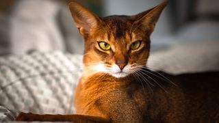 close up of an golden-red Abyssinian cat