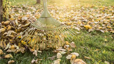 Fallen leaves being raked up