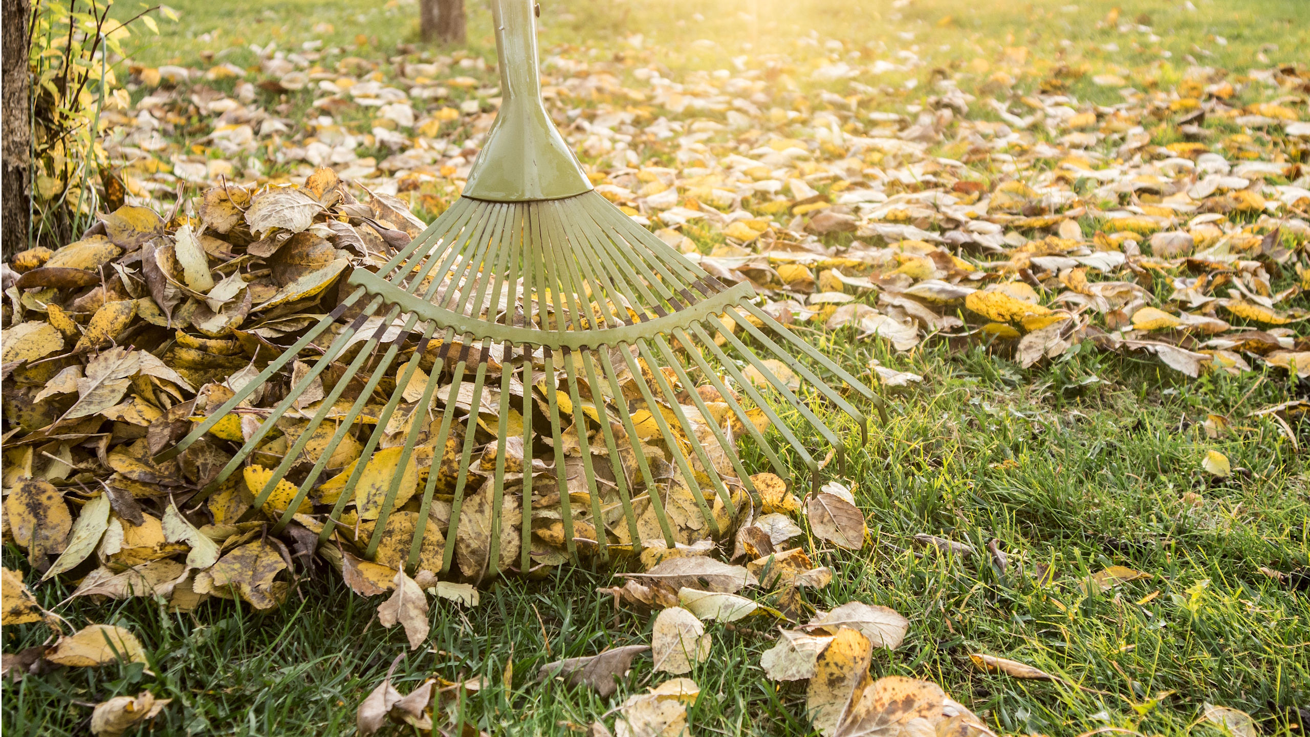 Fallen leaves being raked up