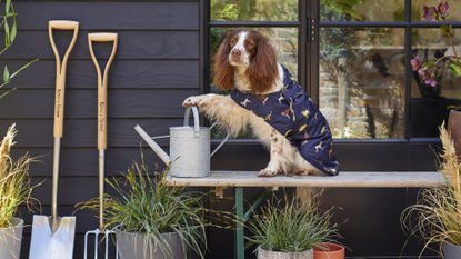 garden bench with dog and watering can
