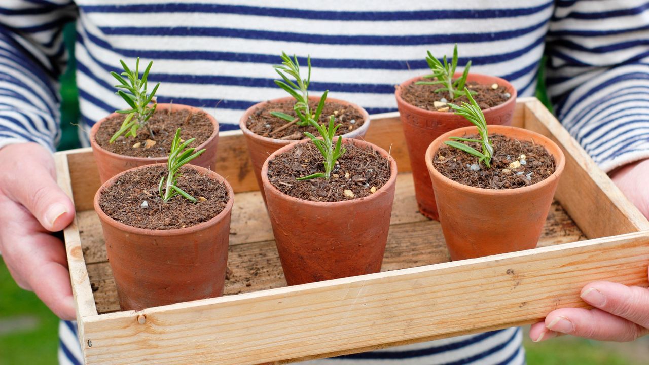 Softwood cuttings of rosemary plants