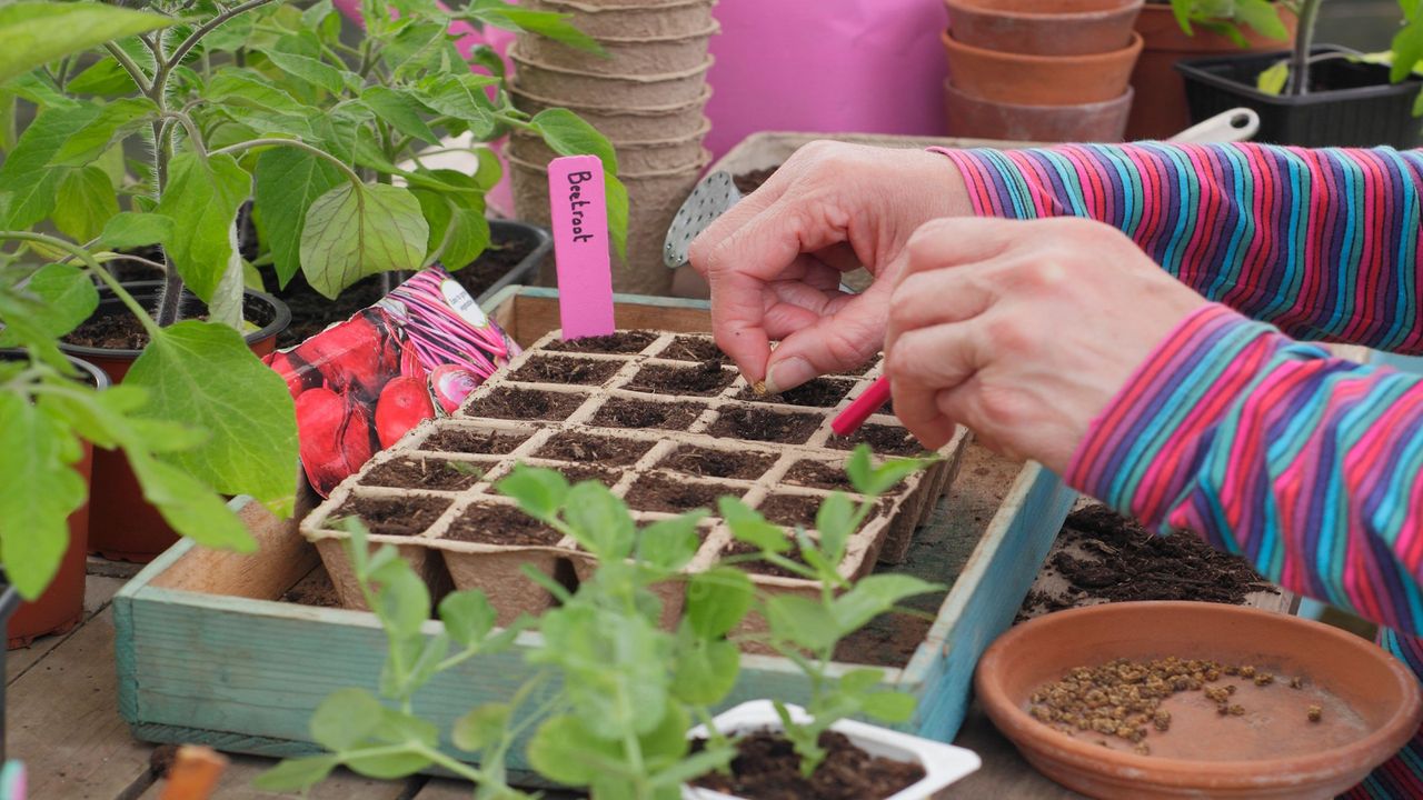 beetroot seeds