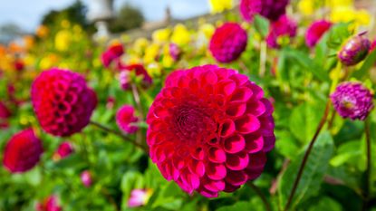 how to propagate dahlia cuttings