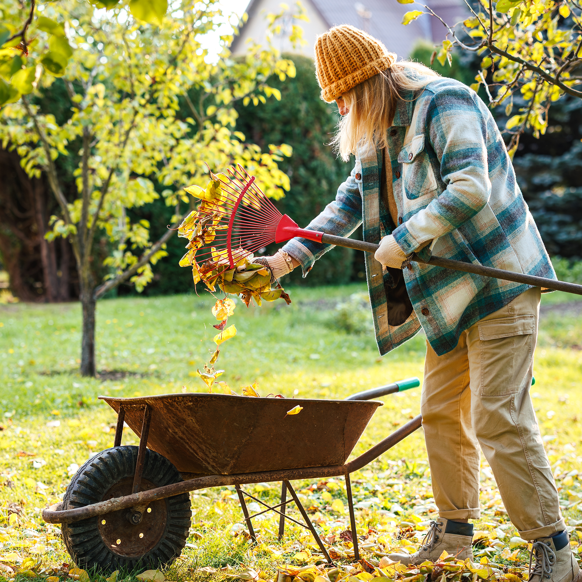 Woman raking leaves in an autumn garden, putting fallen leaves into a wheelbarrow for organic compost