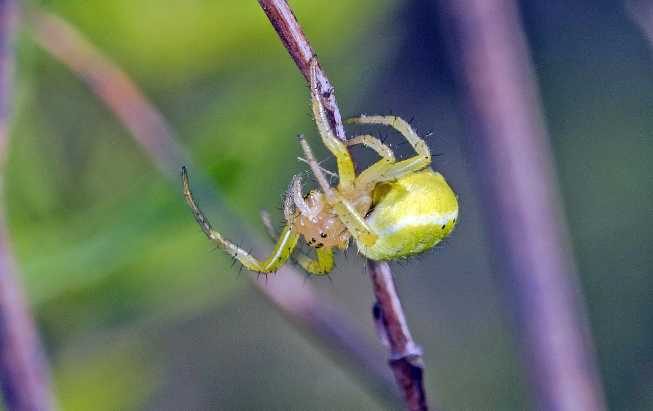 The adult female Araniella villanii can grow to be 0.2 inches (6 millimeters) long. That's larger than the 0.1-inch-long (4.4 mm) males.