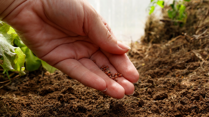 Woman sowing seeds outdoors