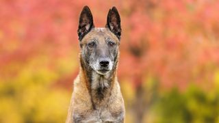 Belgian Malinois