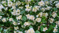 Philadelphus bush, one of w&h's best shrubs picks