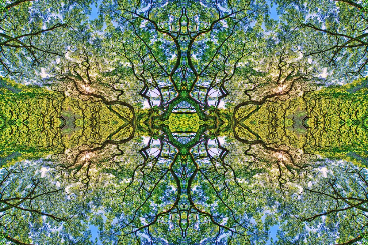 Psychedelic-looking tree branches.