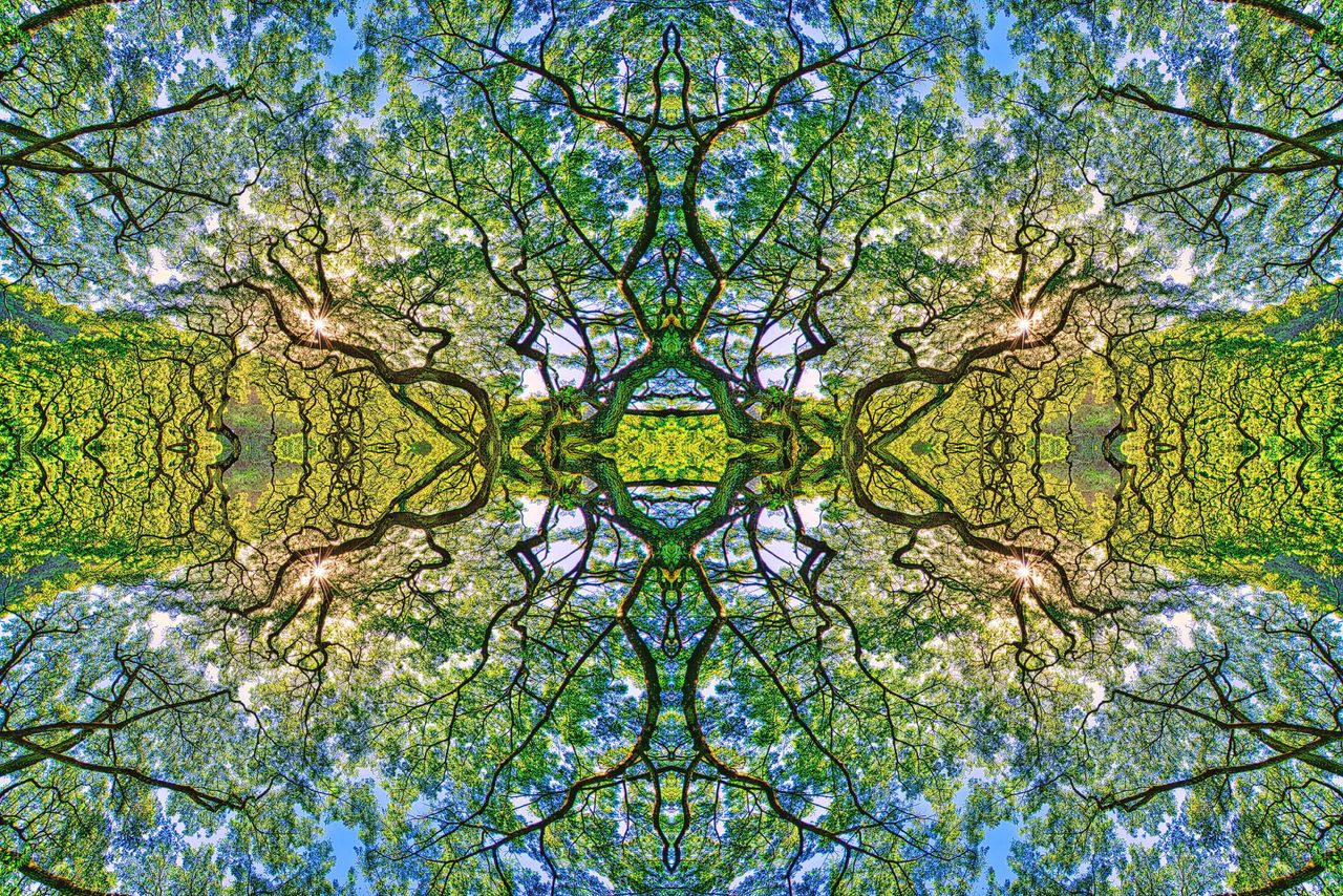 Psychedelic-looking tree branches.