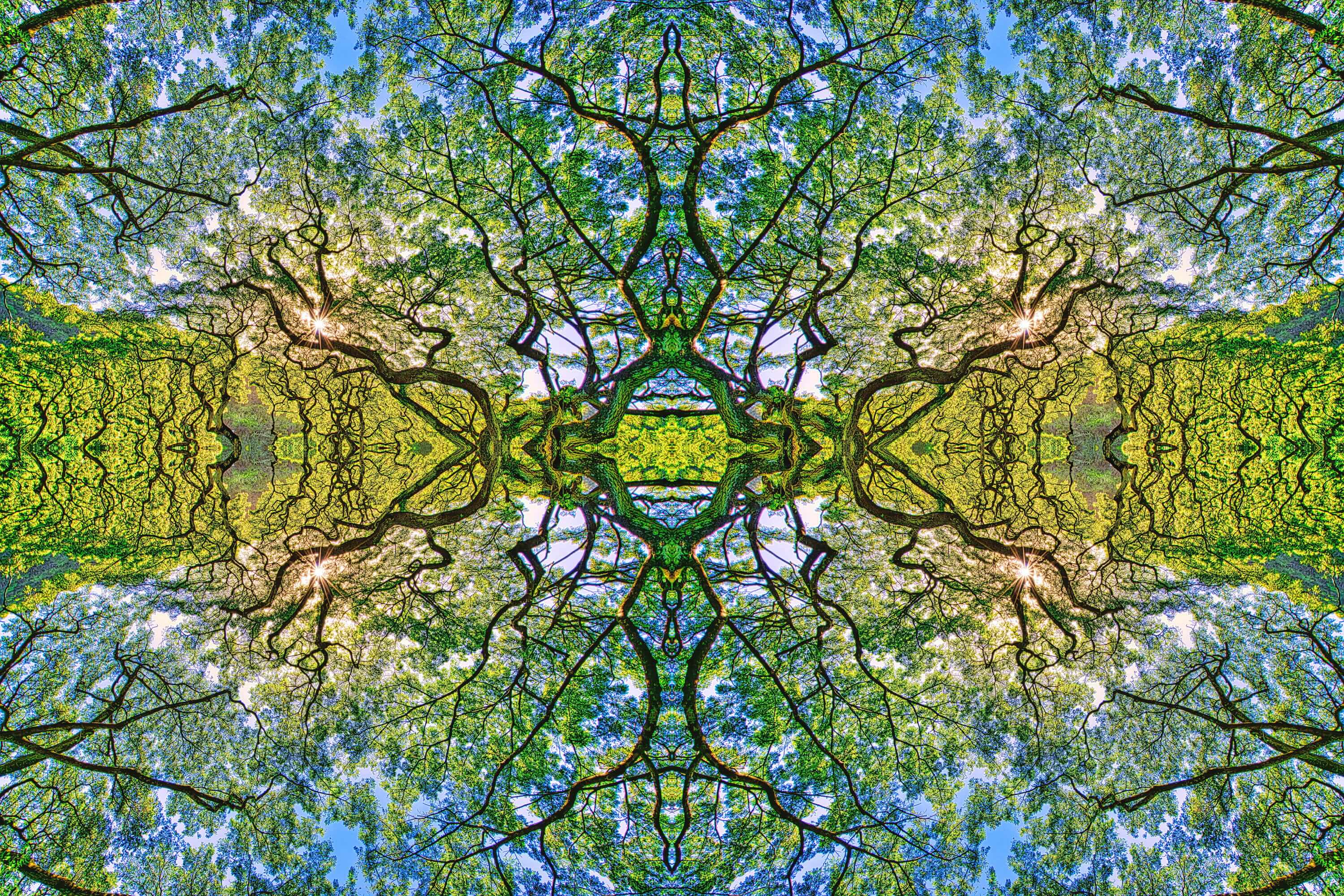 Psychedelic-looking tree branches.