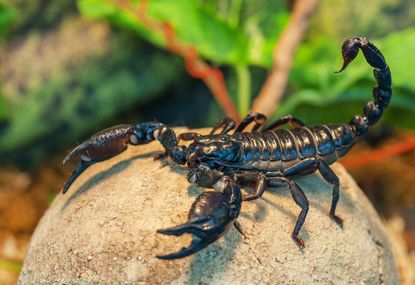 Large Black Scorpion On A Rock In The Garden