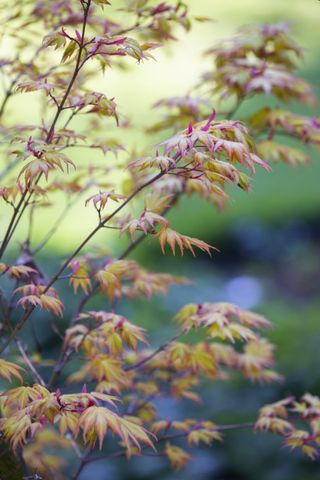 Acer palmatum 'Orange Dream',