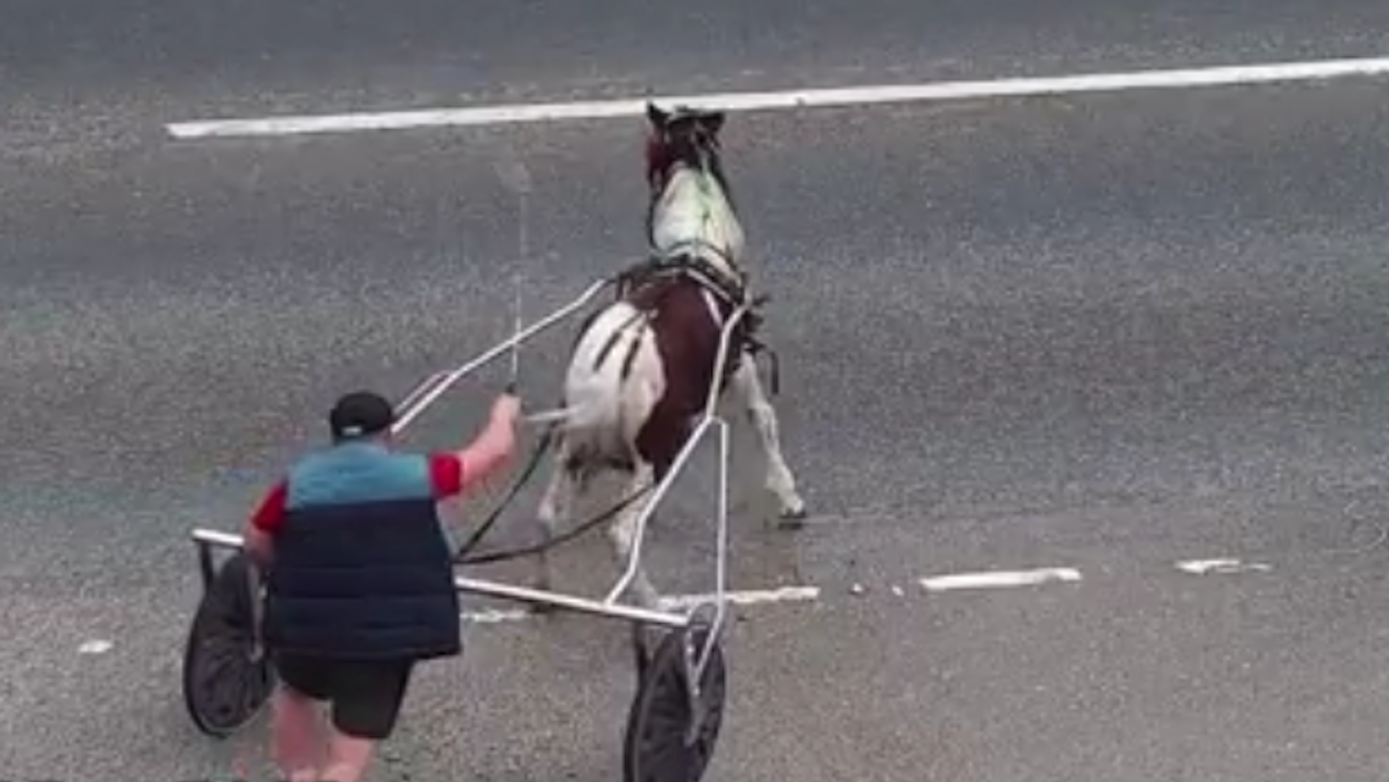 A young coloured colt harnessed to a light cart with a man behind holding a whip
