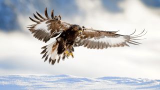 A photo of a golden eagle landing in the snow in Telemark, Norway.