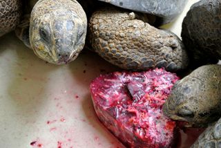 Tortoises Feast on Valentine's Day Treat