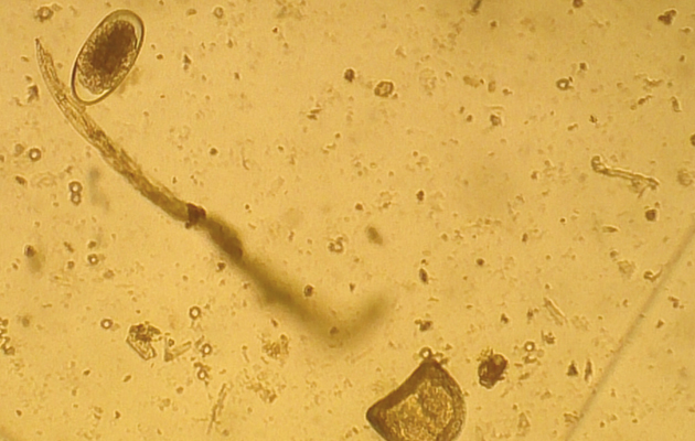 Although worm egg counts do not predict how many adult worms will emerge, they are a useful tool for identifying and targeting treatment to those horses contaminating pasture