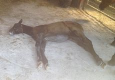 Kiwi, Rosie Fry's foal out of her former hunter, Lily