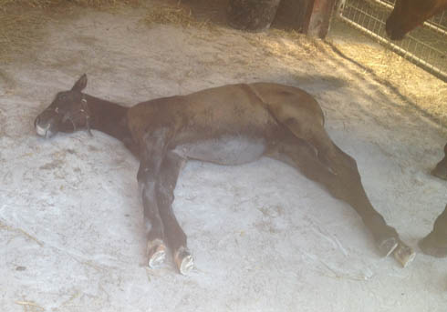 Kiwi, Rosie Fry's foal out of her former hunter, Lily