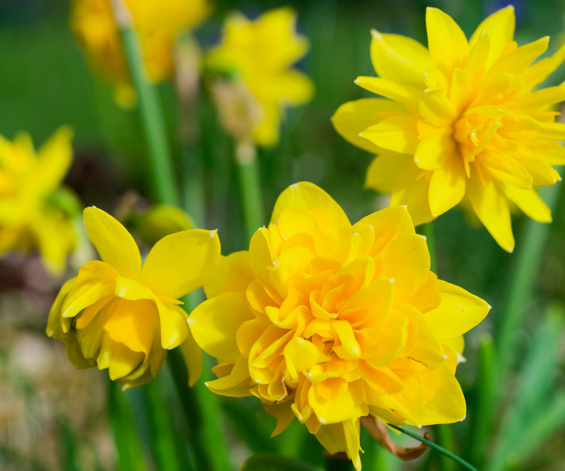 yellow narcissus flowers in garden bed