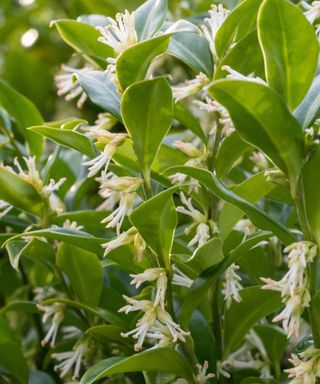 white flowers on evergreen foliage of Sarcococca confusa