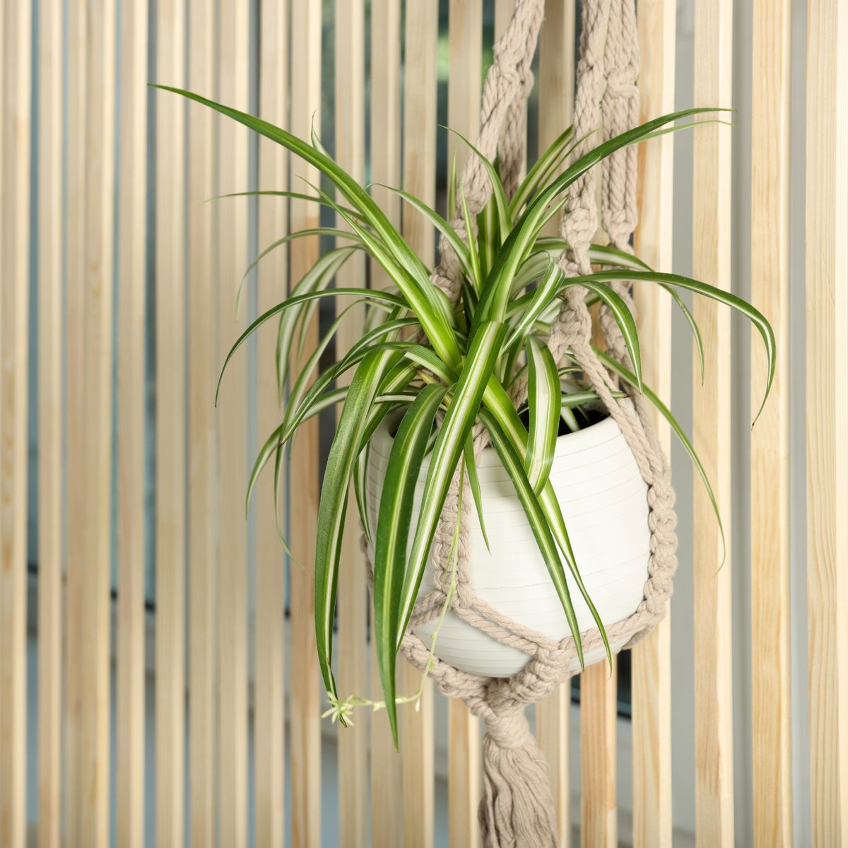 How To Grow A Hanging Spider Plant – For An Elegant Display