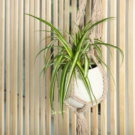 Spider plant in macrame hanging strap