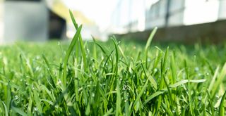 Close up shot of a lawn with grass droplets to support expert advice on if you can cut wet grass and how long after rain you should cut grass