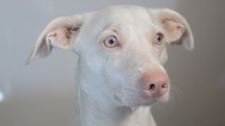 Albino dog
