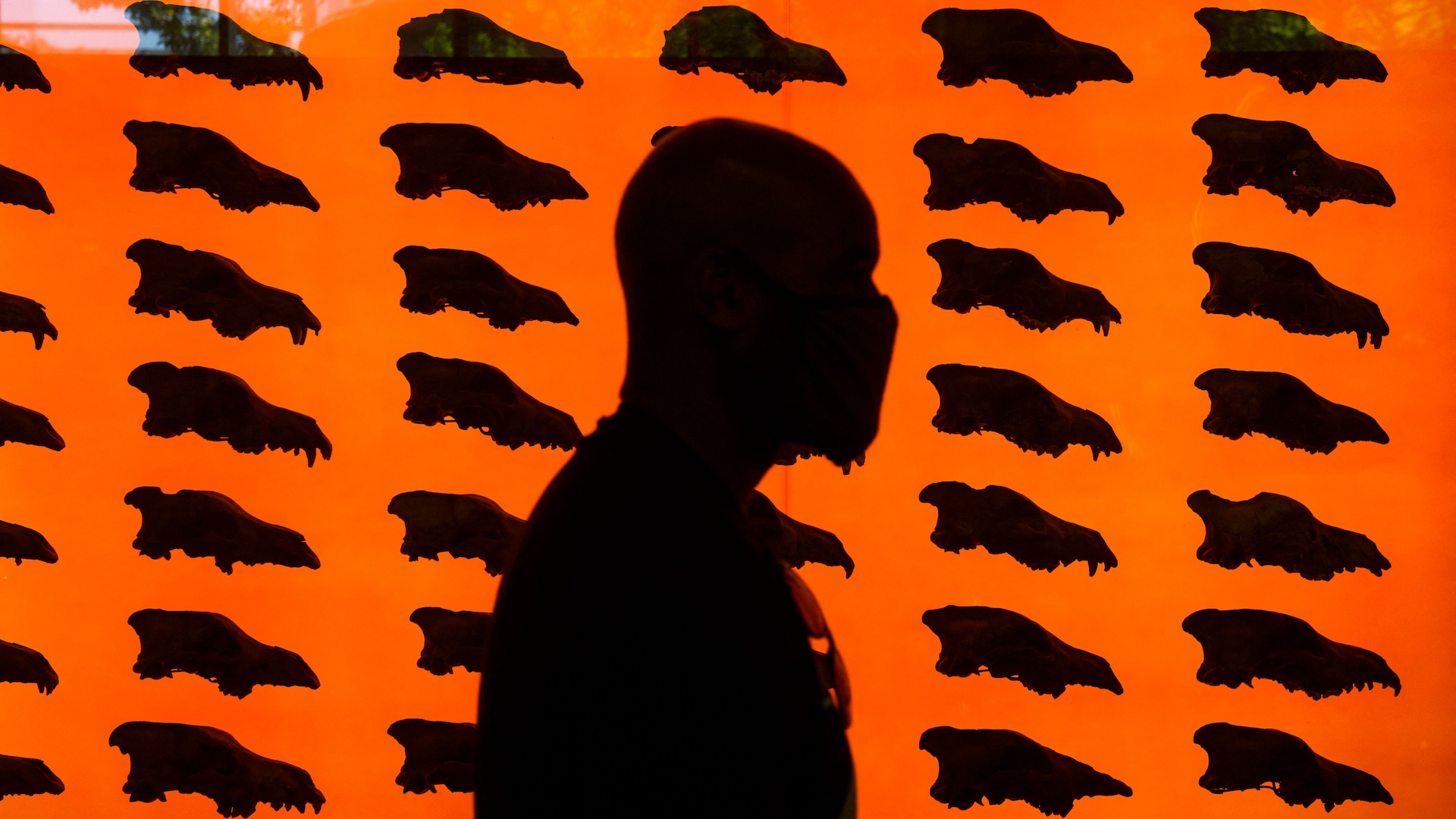 the silhouette of a man walking in front of a wall of dire wolf skulls