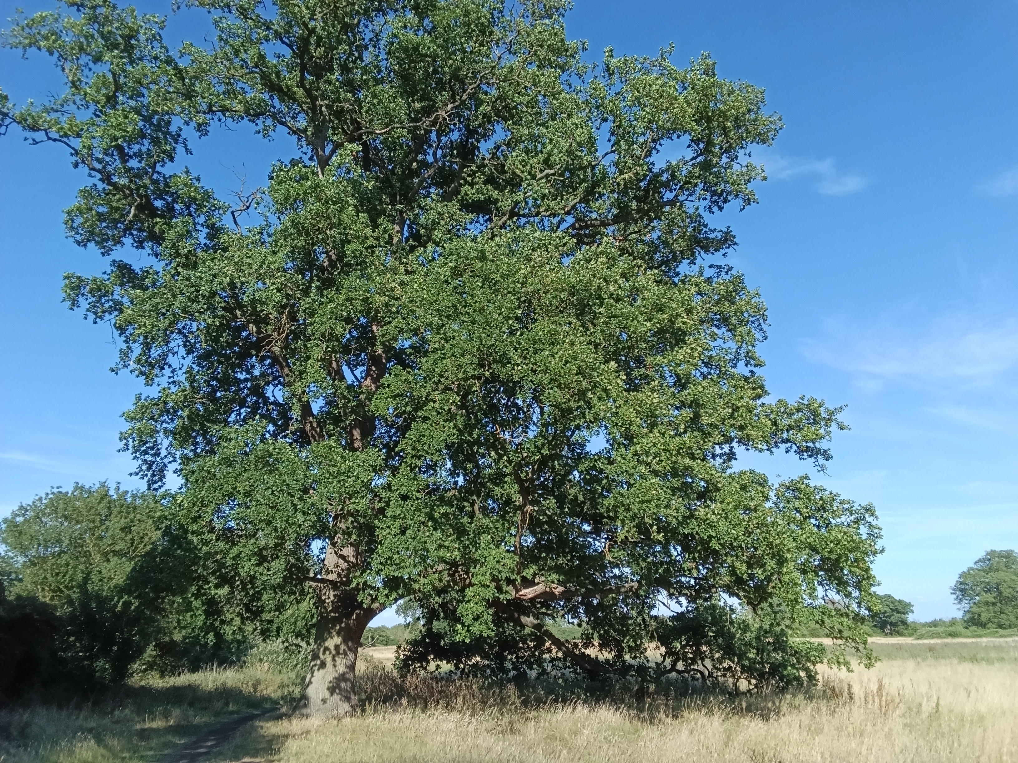 Photo of a tree taken with the Xiaomi Redmi Pad 2 rear facing camera