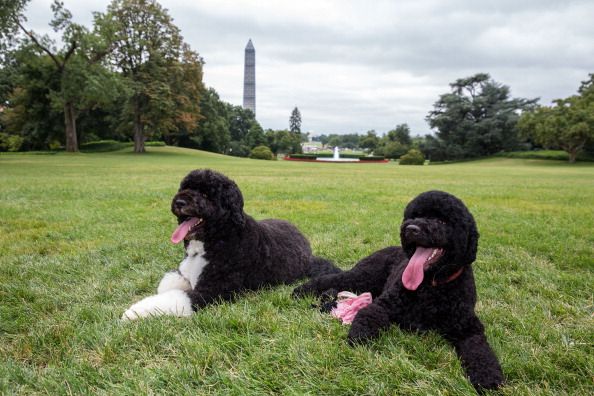 Bo and Sunny Obama