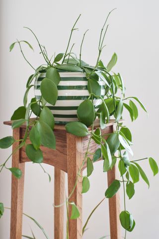 A hoya houseplant in a striped vase on a wooden stool