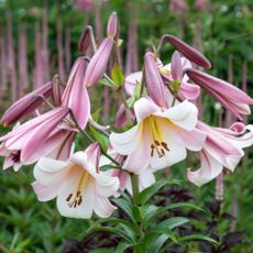 Pink and white Lilium 'Regale' lilies growing in garden