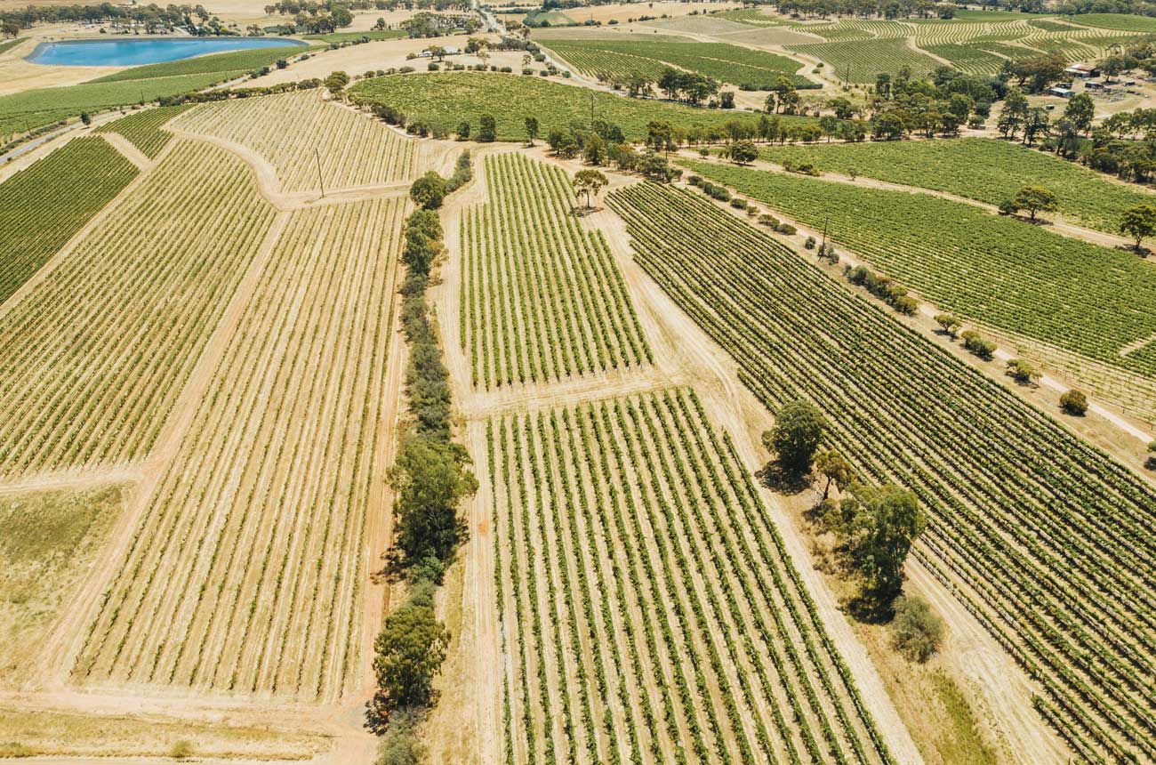 Jim Barry Wines, Lodge Hill Vineyard
