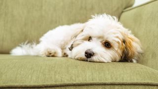 Havanese dog lying on sofa