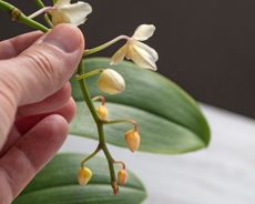 Inspecting orchid bud blast on houseplant