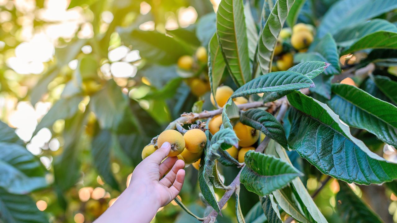 Picking loquat fruits from tree