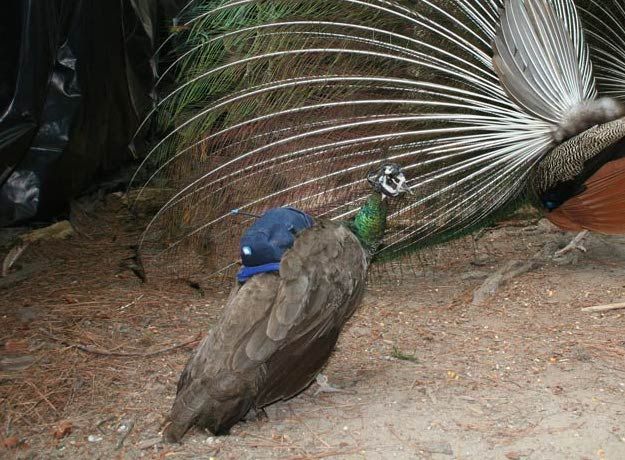 Peacock wearing backpack