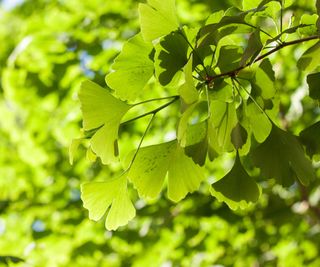 green gingko leaves