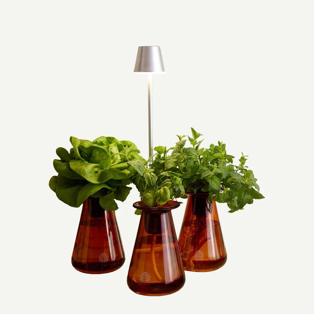 Three lettuce grow stations made of glass under a grow light