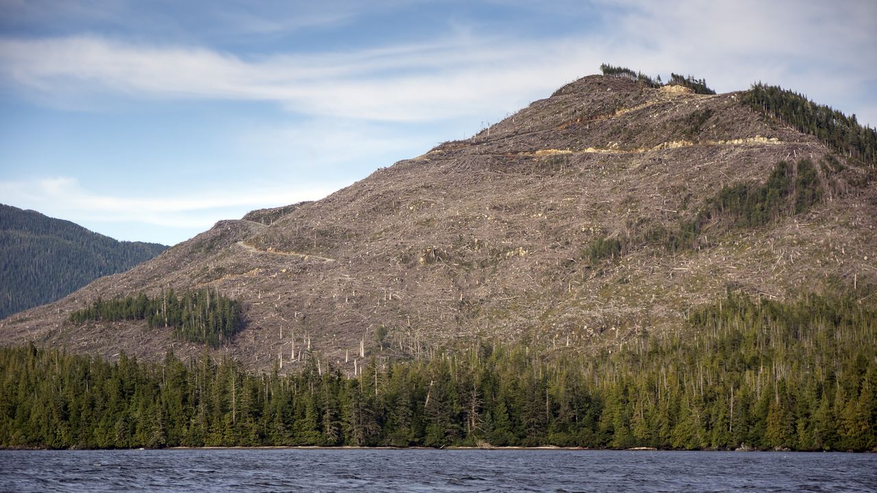 A clearcut mountain in the Tongass National Forest.