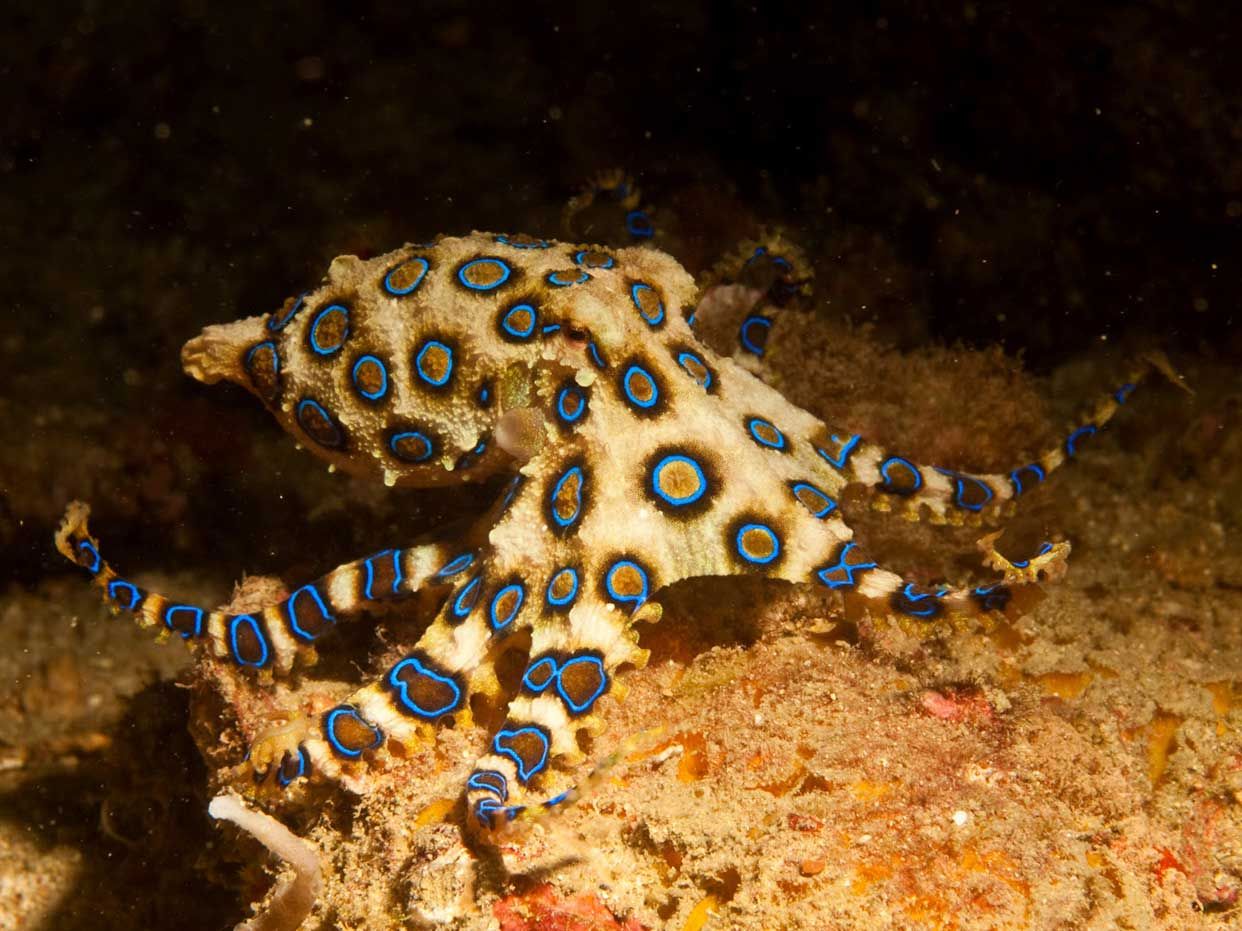 070416-wd-blue-ring-octopus.jpg