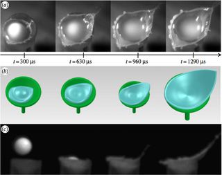 High-speed video revealed how splash-cup flowers (mimics shown here) redirected incoming raindrops at up to five times their incoming speed, in order to disperse their seeds. (Bottom row shows a computer simulation of the sequence.)