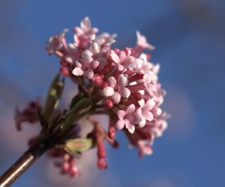 Close up of dawn viburnum flowers