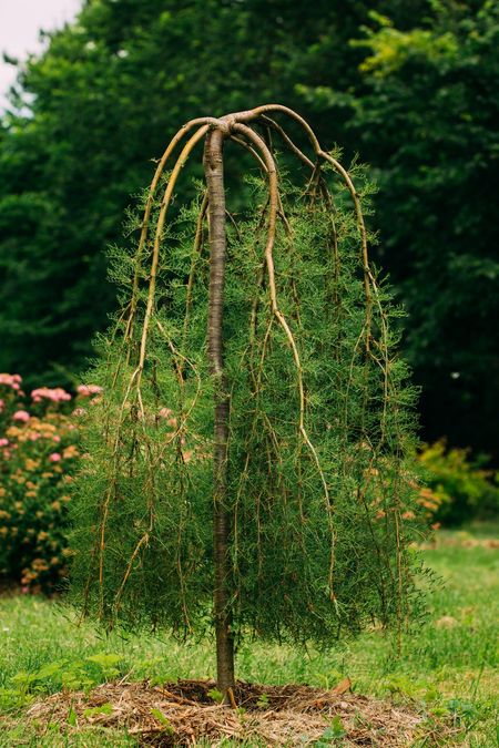 Walker's Weeping Peashrub Plant