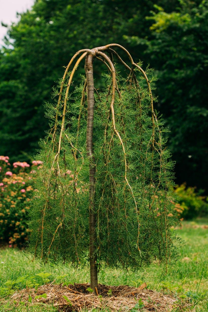 Walker&amp;#39;s Weeping Peashrub Plant